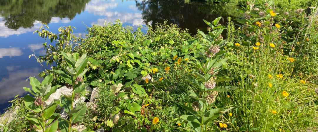 Native plants including Common milkweed, Wild Bergamot, Joe-Pye Weed, Goldenrod, and more now grow along the side of the pond on the property.