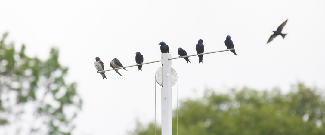 Seven Purple Martins, some adult and some immature, perch atop the pulley system of the nest structure against a pale sky. In the background, one Purple Martin flies, wings spread.