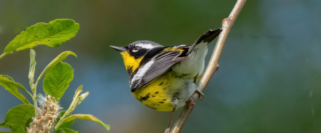 A Magnolia Warbler perches on a willow branch.